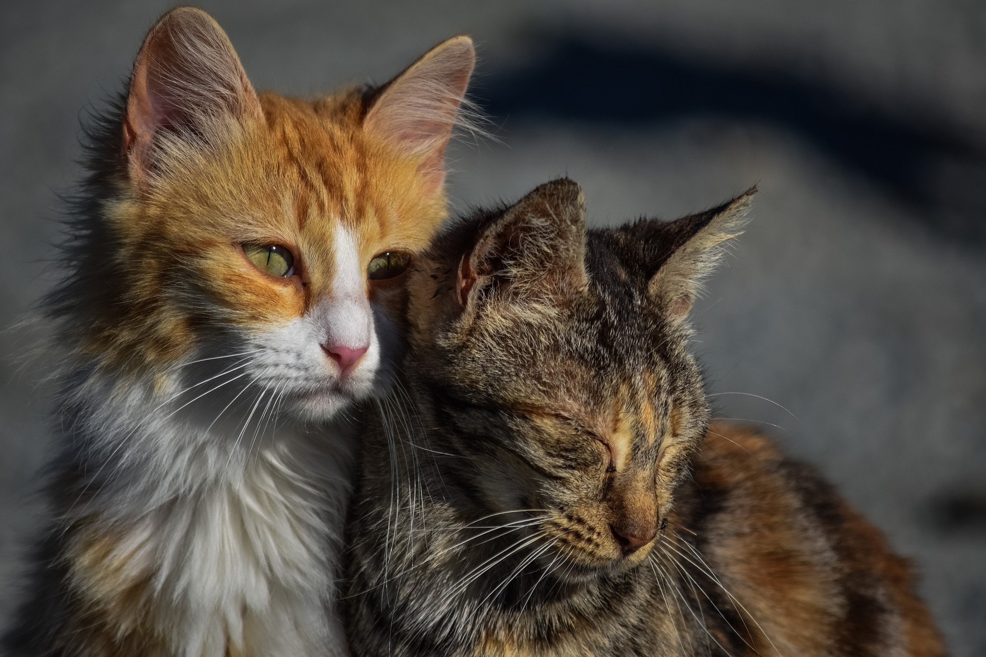 Helping Feral Cats