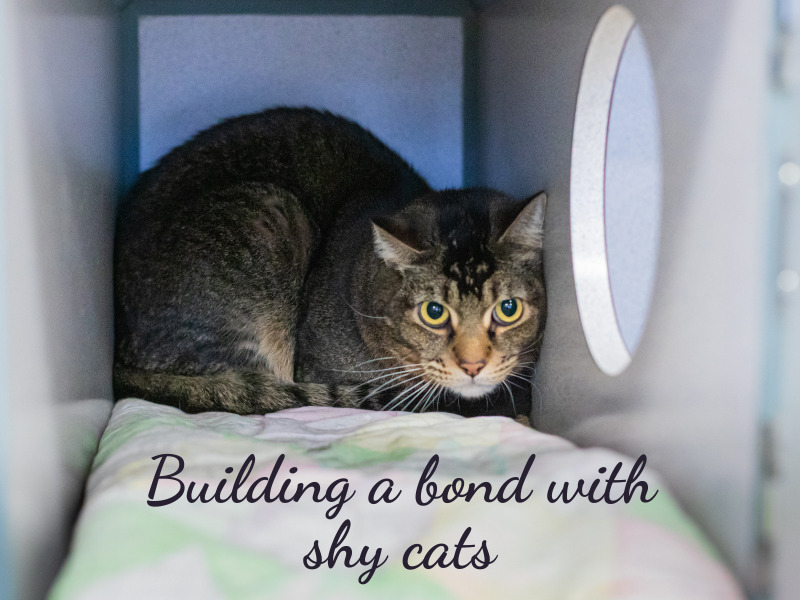 From Fear to Love: How to Build a Bond with Shy Cats - Toe Beans and Tales
