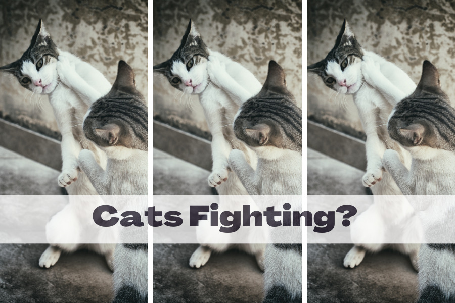 Are your cats fighting? The solution may be found in understanding their evolution!