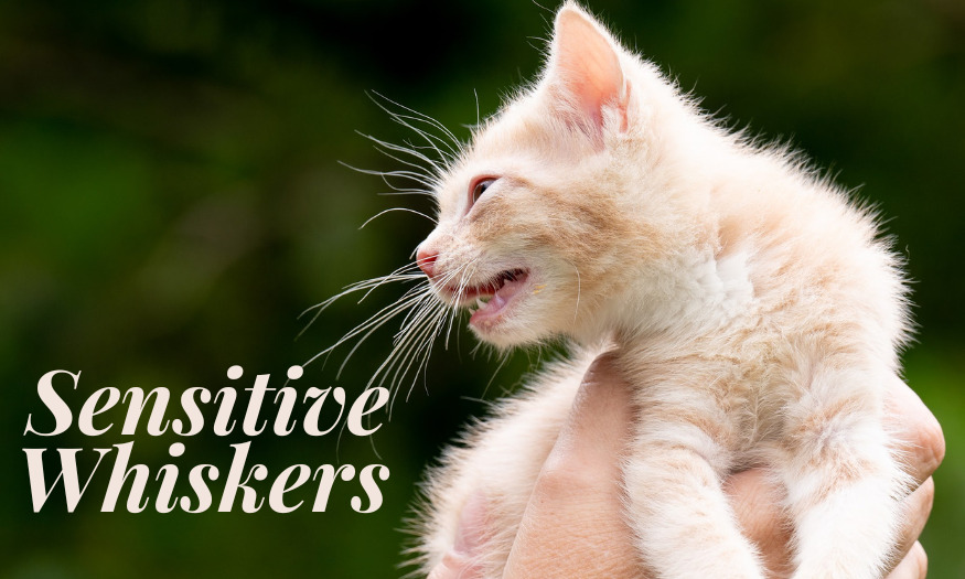 Sensitive Whiskers