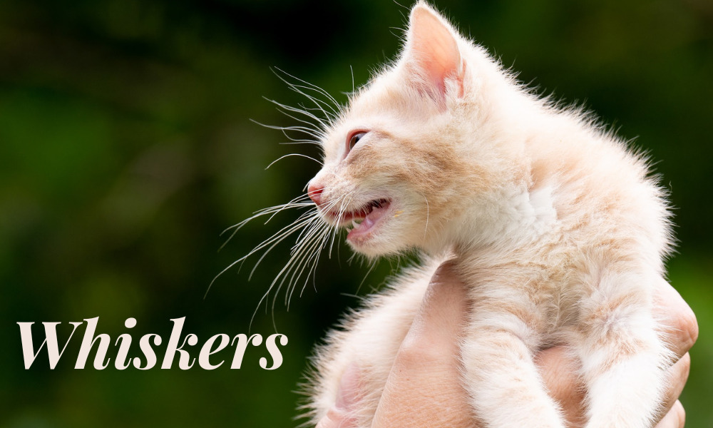 sensitive whiskers can affect your cat's well-being. Photo by Phil Peet