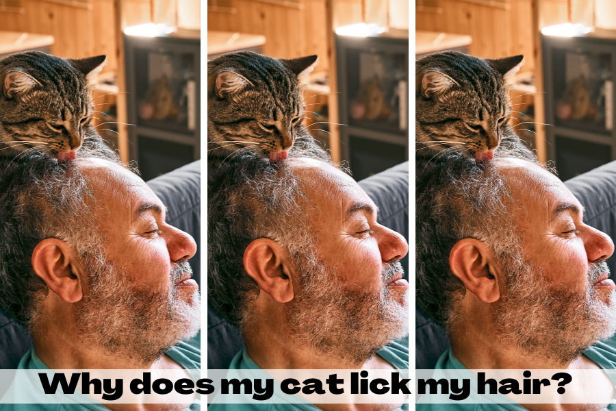 Why does my cat lick my hair?