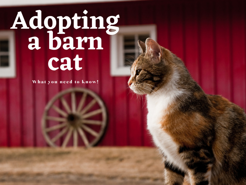 adopting a barn cat