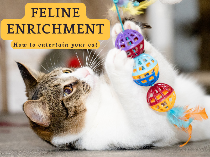 Feline Enrichment Ideas to explore for your cat!