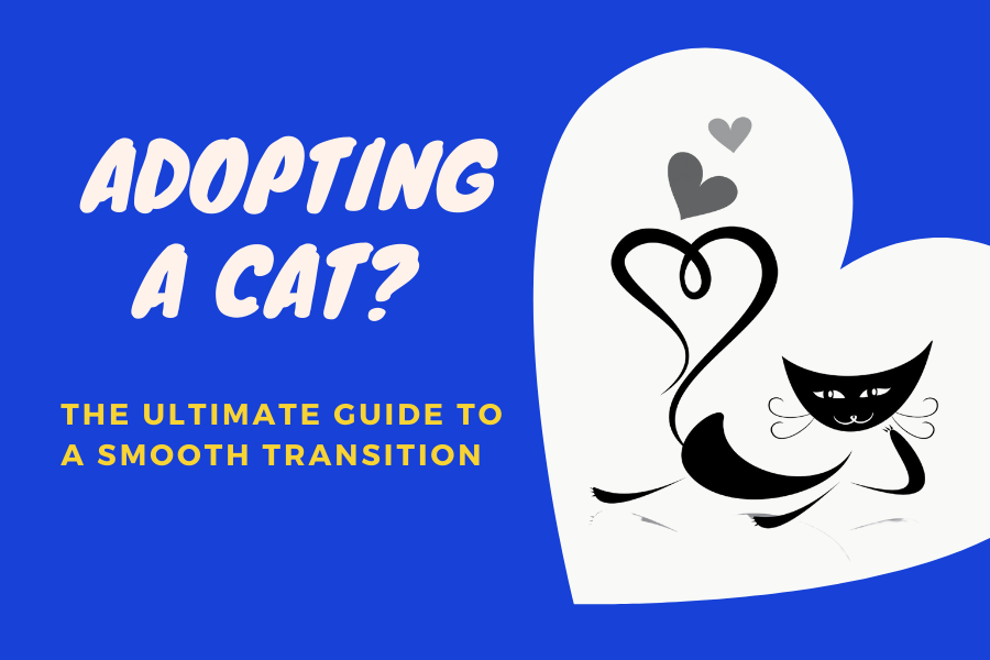 Adopting A Cat? The Ultimate Guide to a Smooth Transition Toebeans