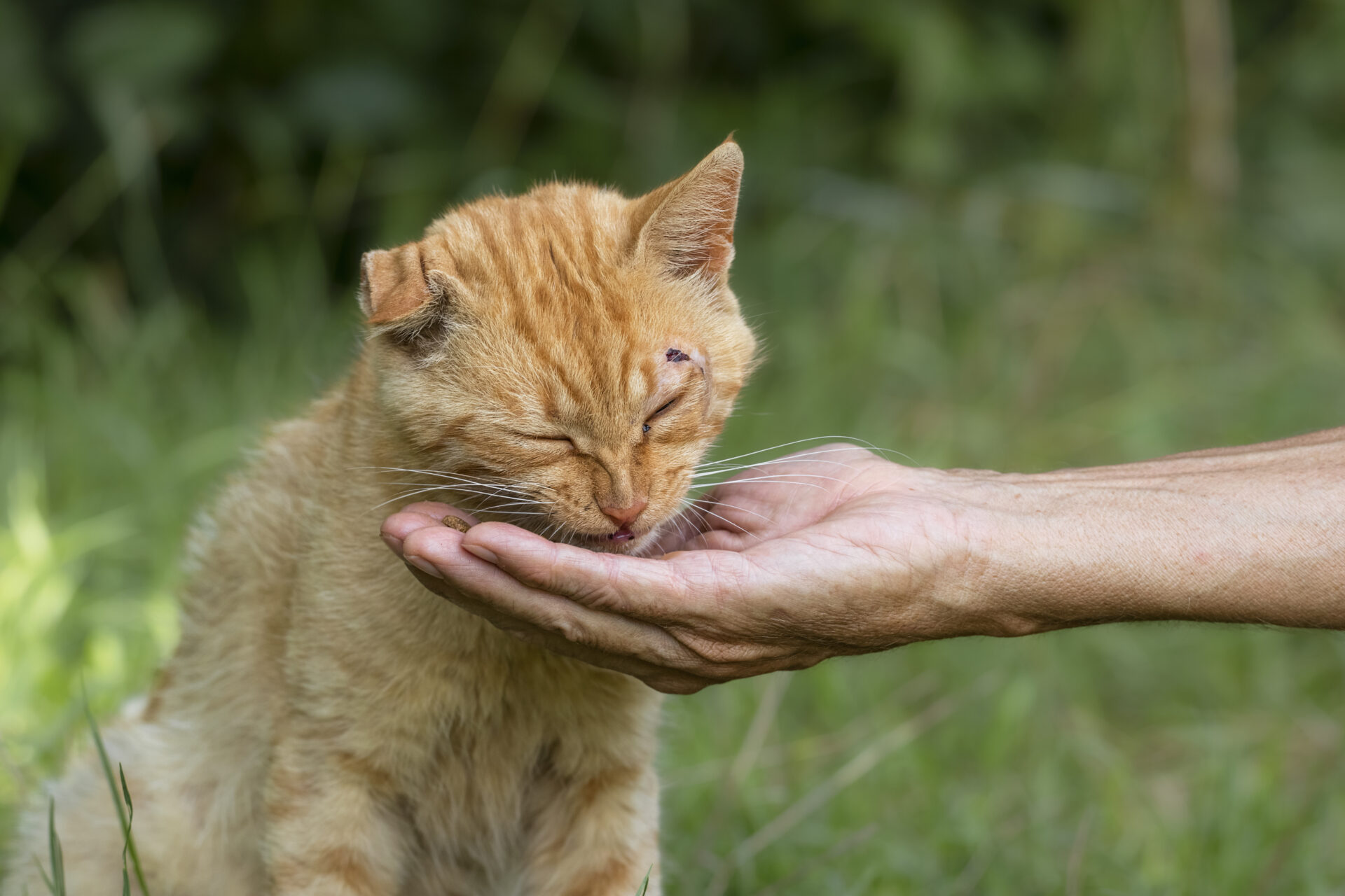 Helping animals in distress