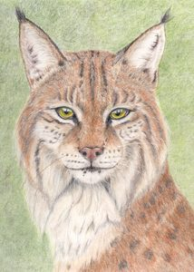 Portrait- colored pencil drawing of a bobcat 